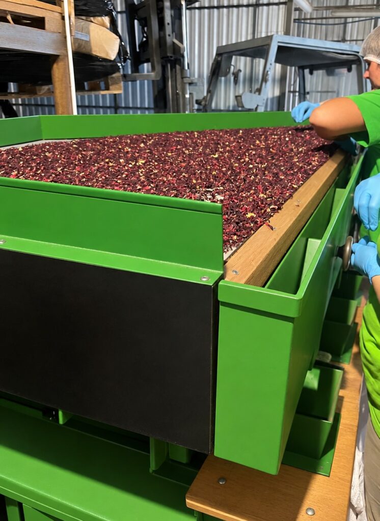 Ręczne sortowanie suszonych kwiatów hibiskusa na zielonym stole w hali produkcyjnej
