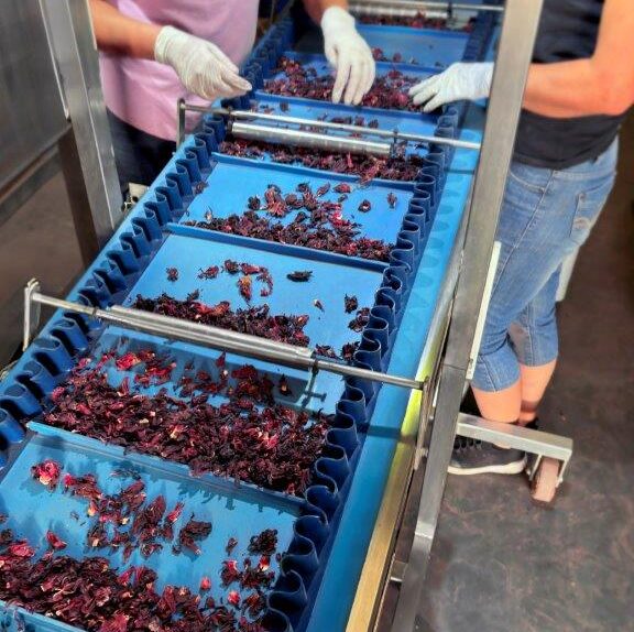 Sortowanie i kontrola jakości suszonego hibiskusa na linii produkcyjnej