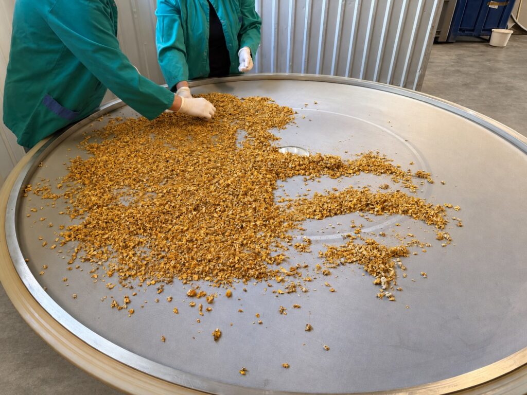 Ręczne sortowanie i kontrola surowca zielarskiego na stole produkcyjnym