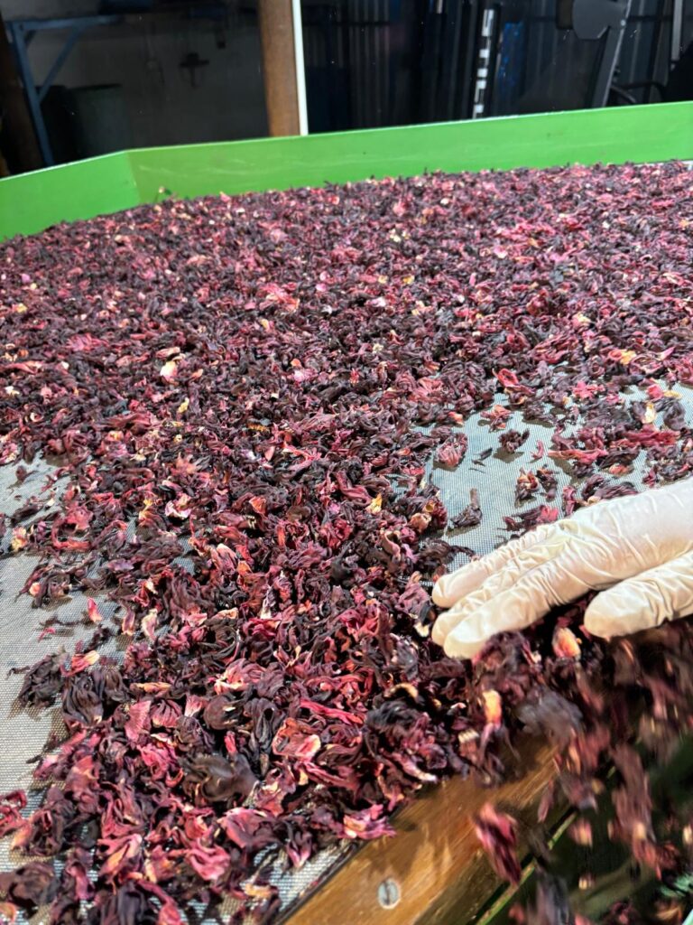 Ręczne sortowanie suszonego hibiskusa na stole produkcyjnym